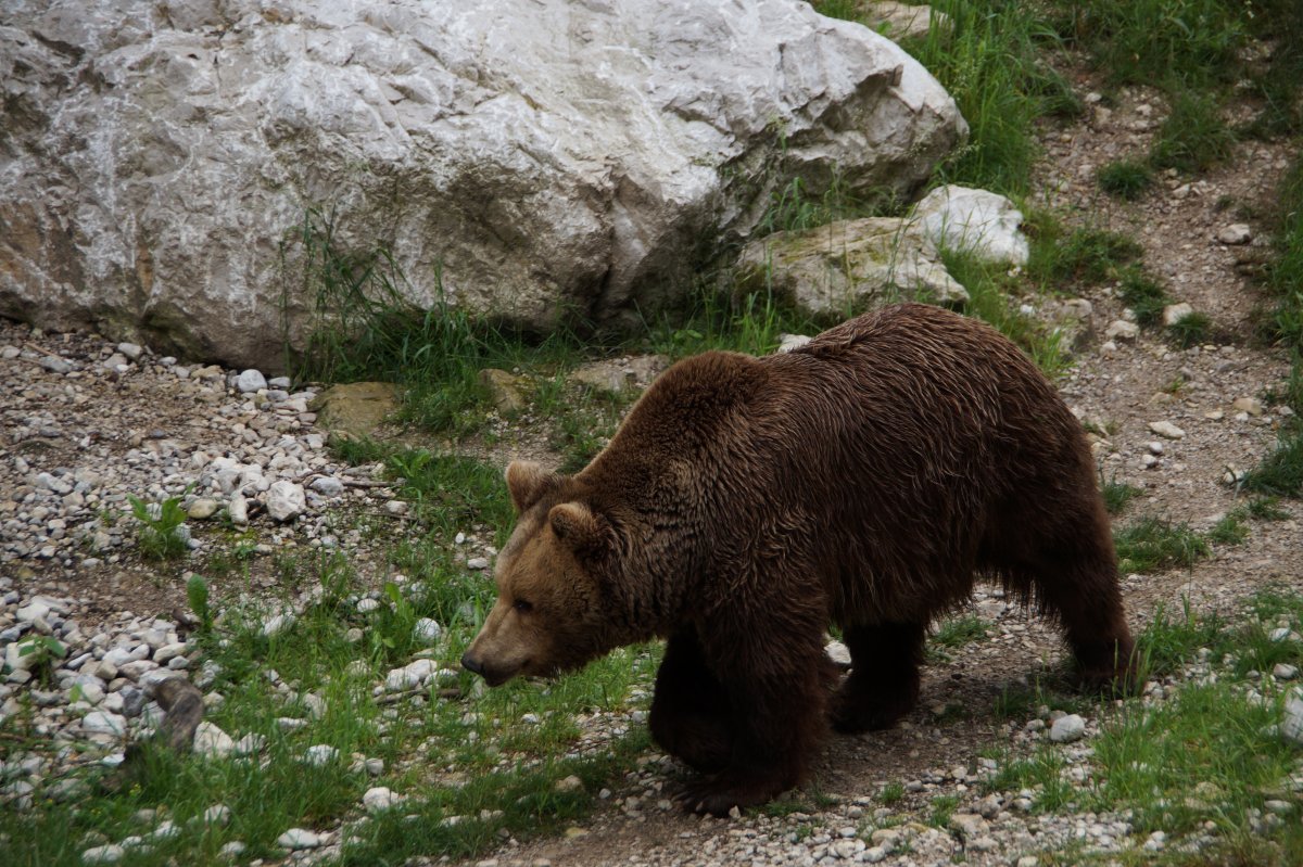 Wildpark 2019